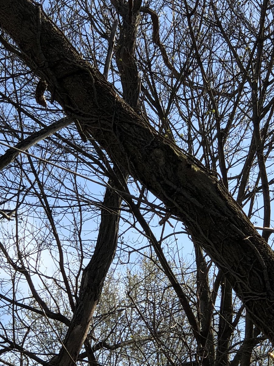 Maxence Crossley tweet media