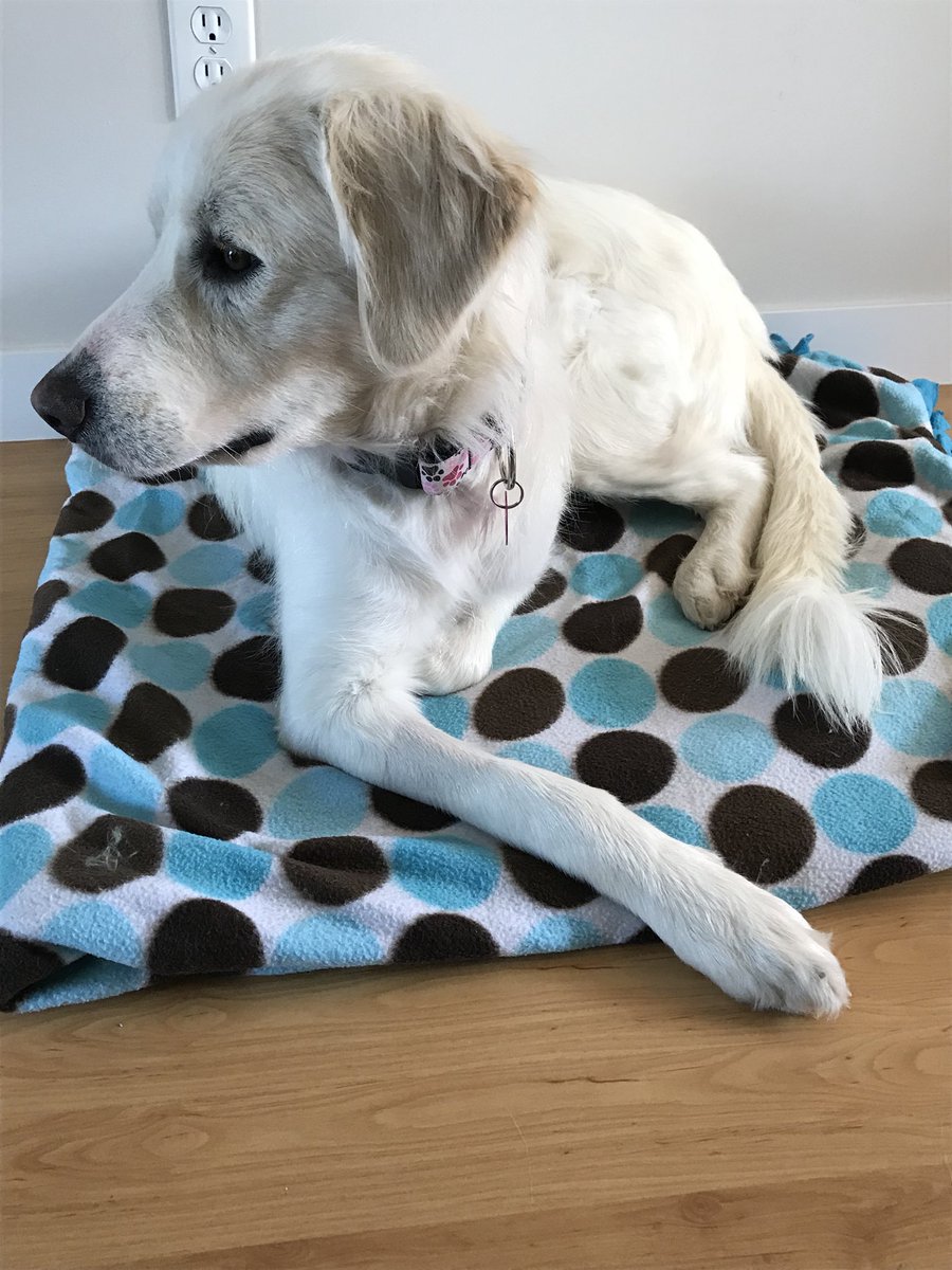 mrssfalkenberg's tweet photo. Soooo this happened... Meet Stella, our newest family member! @CalgaryHumane #adopted #rescuedog #furbaby #stella #goldencollie #puppylove https://t.co/j3vPYwStJ5