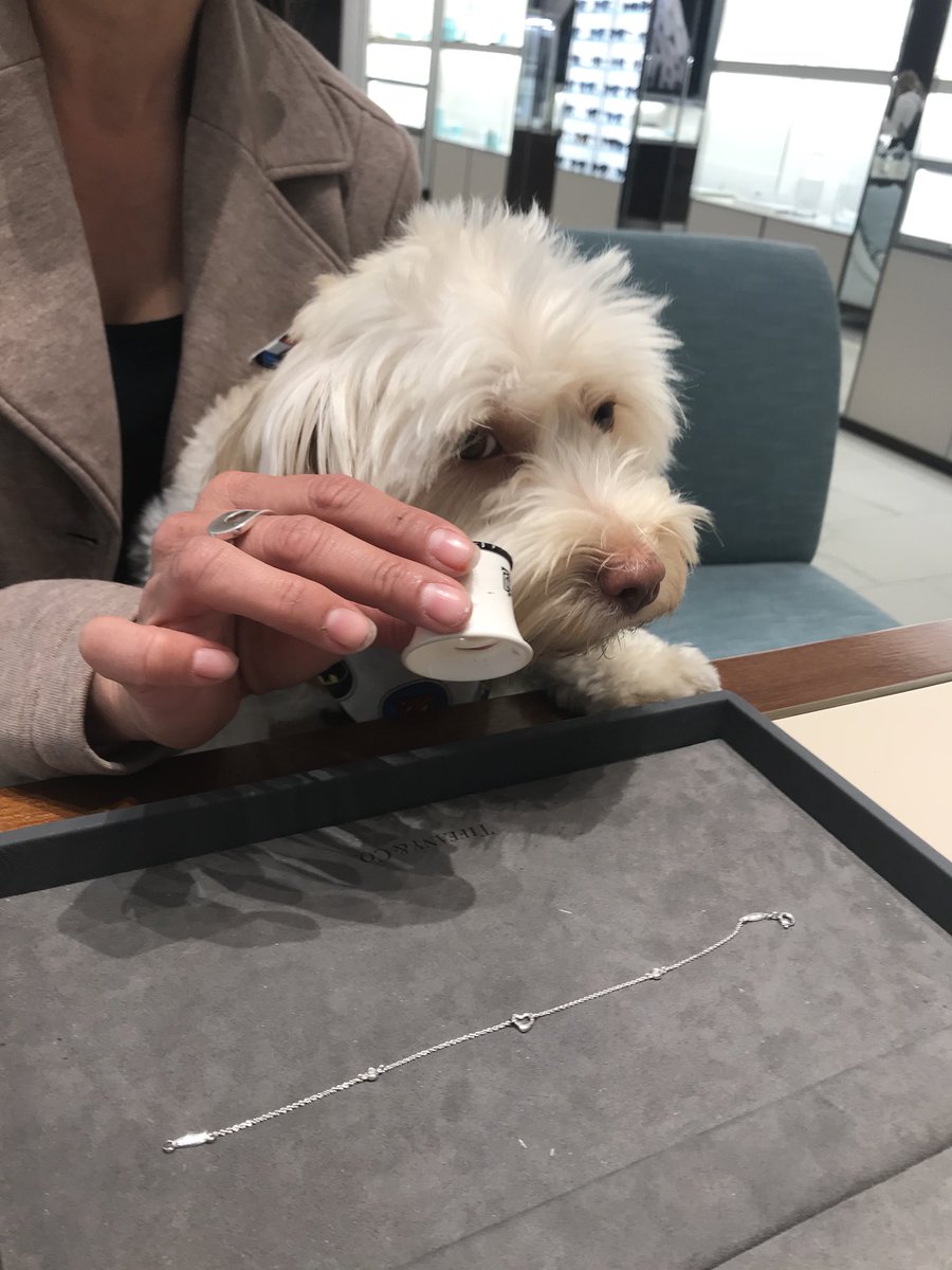 Checking for the three C's - Color, cut and cuteness. Oh, and the bracelet is really nice too. 🐶 💎 <a href="/TiffanyAndCo/">Tiffany & Co.</a>