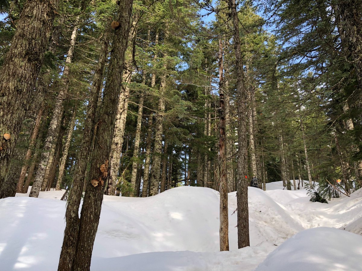 Jessica_Taylor's tweet photo. Post #MW18 wind down continues. Steep - and slippy - pull up to #grousemountain via #bcmc trail. And cable car down. #wheninvancouver https://t.co/Fj5TSgyMtd