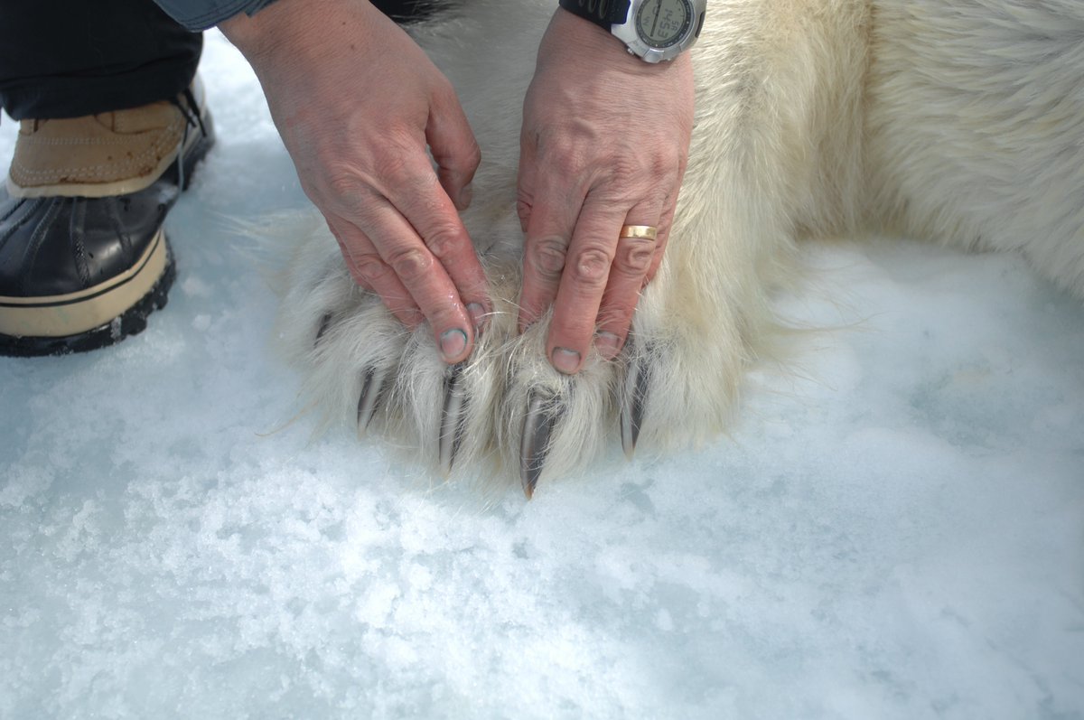 We caught this 22 year old male #polarbear 100 km east of Churchill in Hudson Bay yesterday. 1st caught as a 2 year old. Old bears often lose pigment in their claws. @ualbertaScience crew waiting out a storm today after a week of VERY warm weather. Cold will help us & the bears.