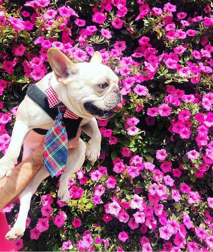 Cheekwood's tweet photo. That’s a wrap on this year’s Dogs and Dogwoods! 🐶🌼Thank you to all the pups and humans who joined us for a beautiful day in the gardens celebrating Tennessee Dogwood Day. And thank you to our special guest @itsdougthepug for the fun meet and greet. 🐾 https://t.co/4svjRHU5fo