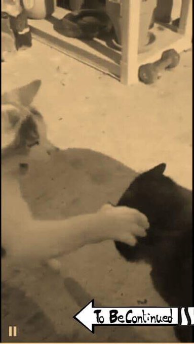 @katspimpinyobit My babies https://t.co/tVOkJxgkca<a class="tags" target="_blank" title="On Twitter" href="/?out=eyJ0eXAiOiJKV1QiLCJhbGciOiJIUzUxMiJ9.eyJpYXQiOjE3MjUyOTg1NjMsImlzcyI6InR3cG9ybnN0YXJzLmNvbSIsIm5iZiI6MTcyNTI5ODU2MywiZXhwIjoxNzU2ODM0NTYzLCJyZWRpcmVjdF91cmwiOiJodHRwczovL3R3aXR0ZXIuY29tL2thdHNwaW1waW55b2JpdCJ9.BFqDCnan029DNCaq6_EtC6YKRgflS2kF-IcZD8VNBP7MDbA0911nxrYMHHjrADqe76XBJoAbs9s3IMJ2HVxHjw">@katspimpinyobit</a><a href="/tag/newprofilepic"class="tags"><span>#newprofilepic</span></a>