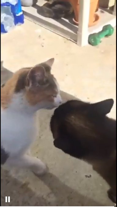@katspimpinyobit My babies https://t.co/tVOkJxgkca<a class="tags" target="_blank" title="On Twitter" href="/?out=eyJ0eXAiOiJKV1QiLCJhbGciOiJIUzUxMiJ9.eyJpYXQiOjE3MjUyOTg1NjMsImlzcyI6InR3cG9ybnN0YXJzLmNvbSIsIm5iZiI6MTcyNTI5ODU2MywiZXhwIjoxNzU2ODM0NTYzLCJyZWRpcmVjdF91cmwiOiJodHRwczovL3R3aXR0ZXIuY29tL2thdHNwaW1waW55b2JpdCJ9.BFqDCnan029DNCaq6_EtC6YKRgflS2kF-IcZD8VNBP7MDbA0911nxrYMHHjrADqe76XBJoAbs9s3IMJ2HVxHjw">@katspimpinyobit</a><a href="/tag/newprofilepic"class="tags"><span>#newprofilepic</span></a>
