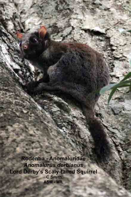 Mammalogists's tweet image. The #MondayMammal is Lord Derby's Scaly-tailed Squirrel, which possess rough scales on the underside of their tails to help grip onto smooth tree trunks.