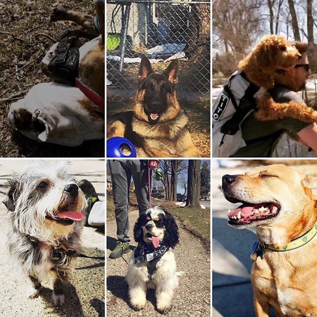 NokomisLife's tweet photo. As @corathecockalier said, “Sun’s out, tongue’s our.” It was a weekend for happy dogs.  #dogsofnokomis 📷: tagged https://t.co/reyiiaB3D3 https://t.co/xLFHOo20vv