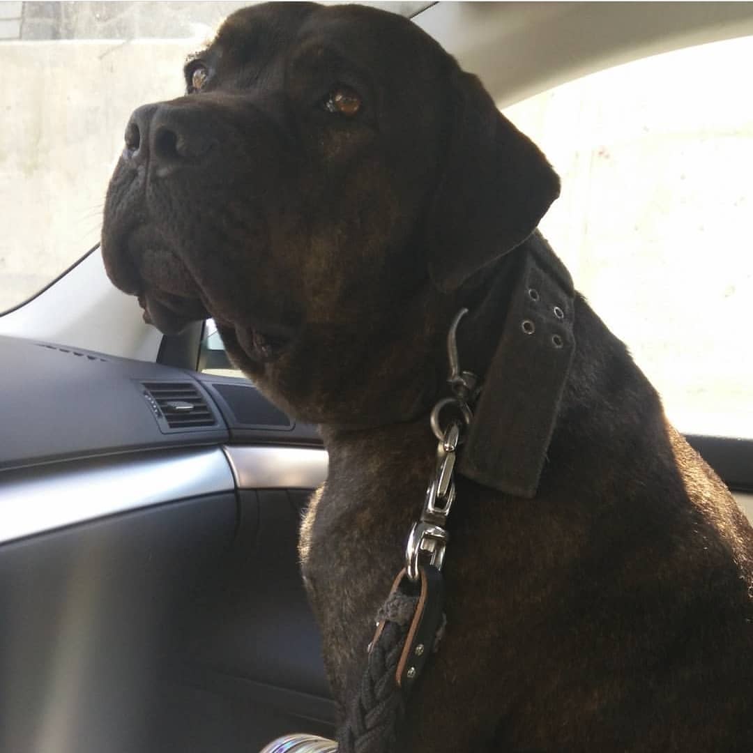 droccc's tweet photo. HAPPY BIRTHDAY REESA! 5 YEARS! #CANECORSO #ITALIANMASTIFF #REESA https://t.co/7XnIPFHv4q