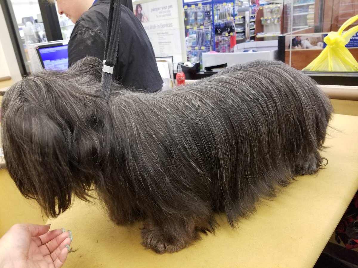 Christina #1240 #NYC Extreme Makeover #northeastgrooming