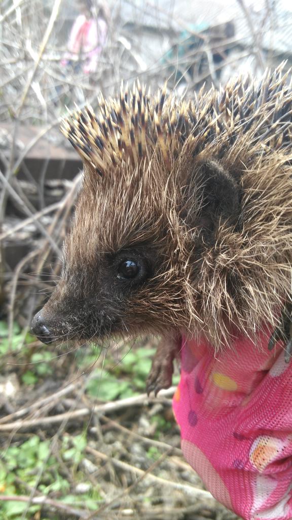 CheerfulDonutX's tweet photo. I found this guy, when were helping Mom
He is so cute 😊 https://t.co/EWamiWyuBh