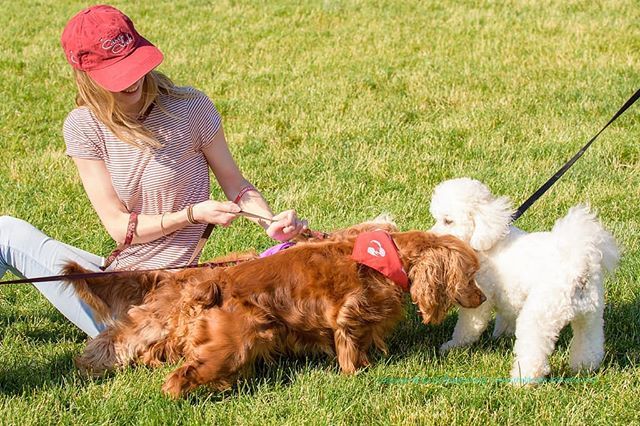 ReaLife_Photo's tweet photo. Strut Your Mutt 2017 at #steelstacks, hot, hot day. Artsquest folks kept busy providing a steady supply of water for the pups and some overheated (and very appreciative) photographers 😊. #dogshow #strutyourmutt #bestdogever https://t.co/e7X5XozAfI https://t.co/digRjpteVB