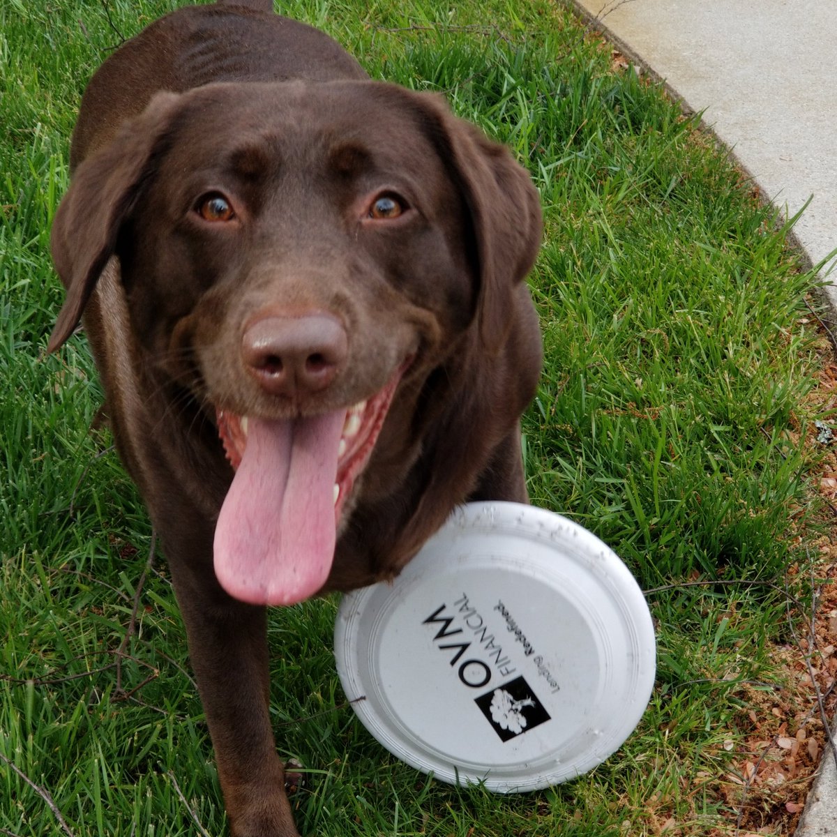 HRVAHomeLoans's tweet photo. Bailey Boo loves her new OVM Financial frisbee #ovmfinancial https://t.co/K9dsKYKUBc