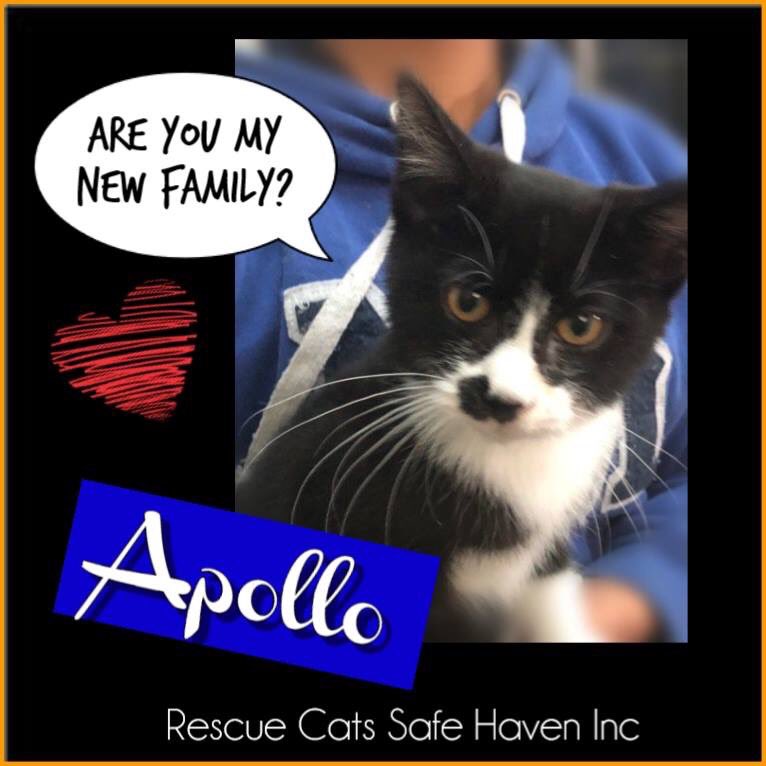 ALPR_Lost_Pets's tweet photo. #KittyKatOfTheWeek
#CatsOfTwitter #RescueCatsSafeHaven #TasmaniaAustralia                        https://t.co/ns6jVmJrzm https://t.co/TBGAnFUY6C