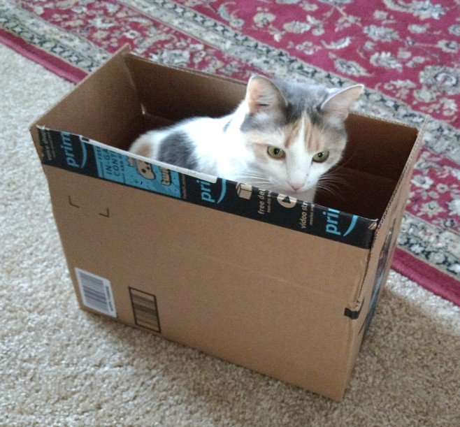 mhoncharuk's tweet photo. She did it again @Jordan_Morris #catsinamazonboxes https://t.co/BQve4WsXTh