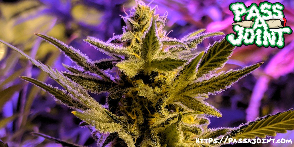 PassAJoint's tweet photo. When you've got to be up close and personal, click the link! 
https://t.co/1ROKPFskYT https://t.co/525EJ6lLcM
