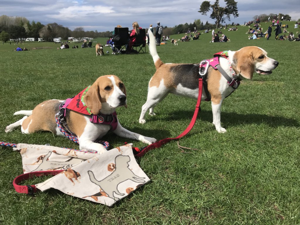 6of6s's tweet photo. #BWR2018 #Beaglelandia https://t.co/9zqwMrdM2y