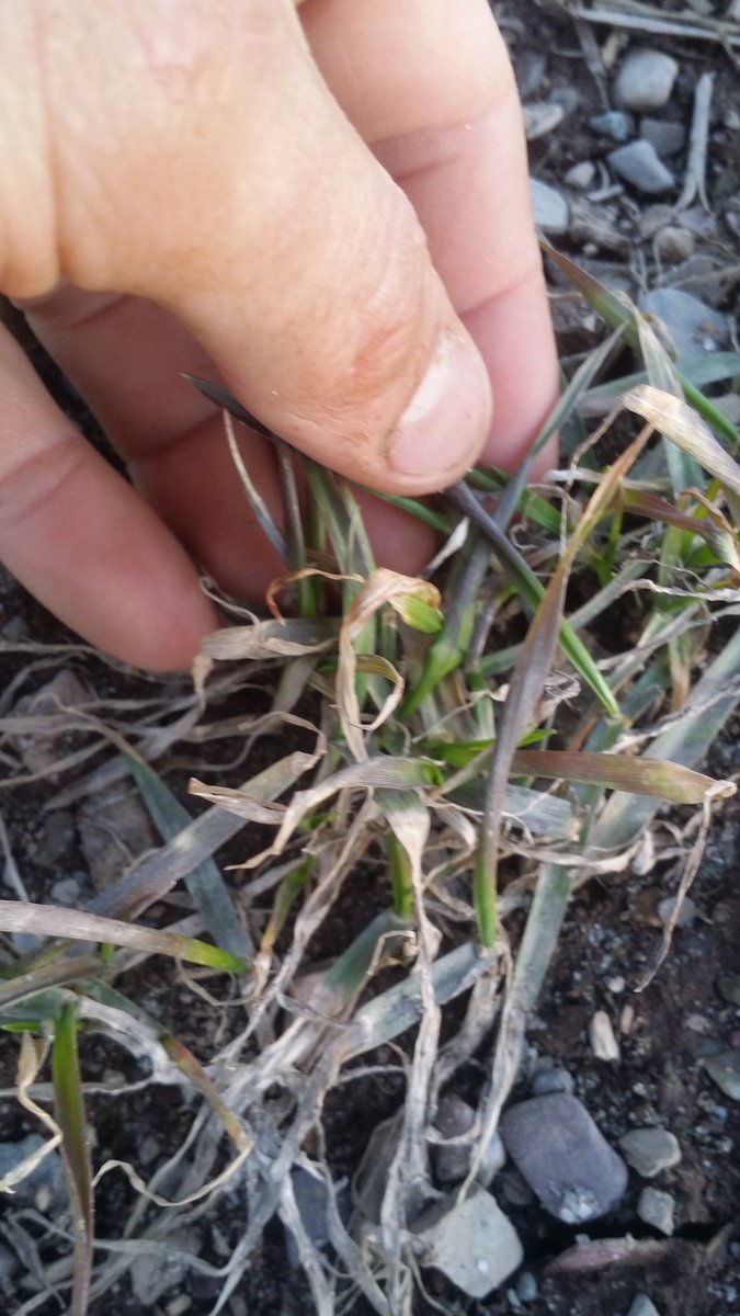 Blé d'automne, semer 29 septembre, régie biologiques. Sur retour de patate. Semble vouloir redécoller, les prochaines semaines nous confirmera le tout.
