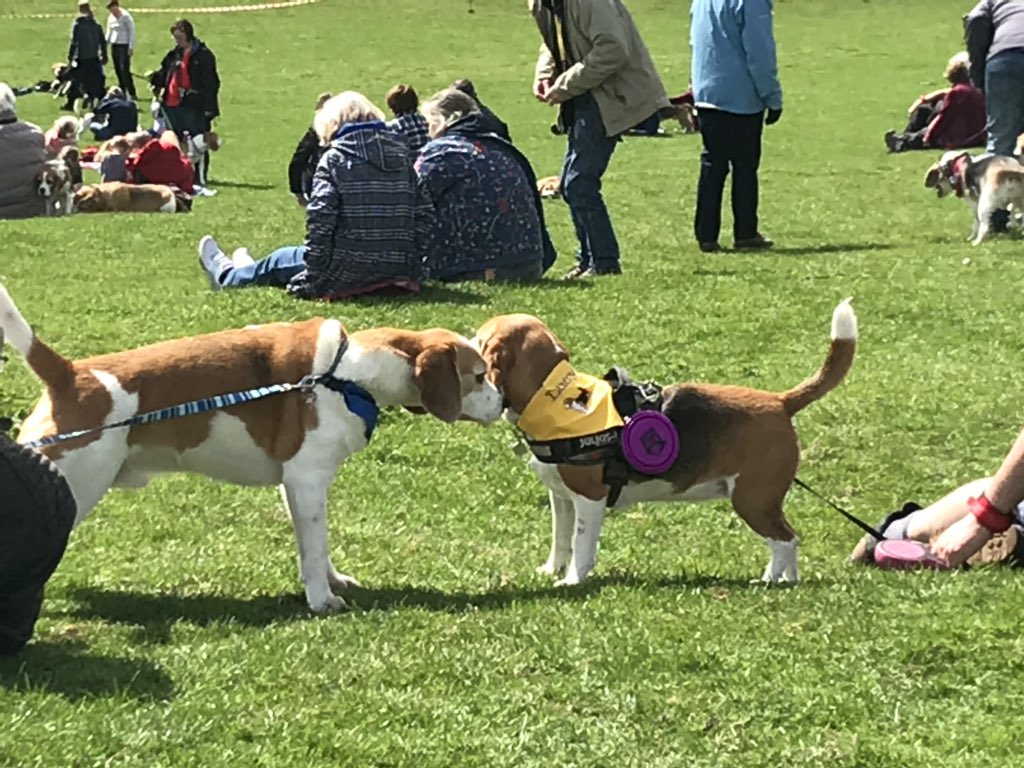 6of6s's tweet photo. #BWR2018 #Beaglelandia https://t.co/U7LNNUBwMf