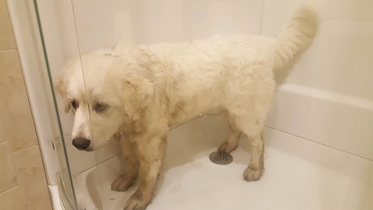 teach921's tweet photo. When you want your dogs to play outside to burn off some energy while you get ready for a busy day. #UnexpectedDoggieBath #WhiteDogProblems https://t.co/gDucs9UsKM