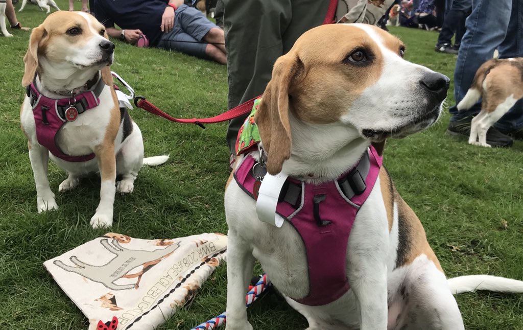 6of6s's tweet photo. #BWR2018 #Beaglelandia https://t.co/pIPMwmwCCT