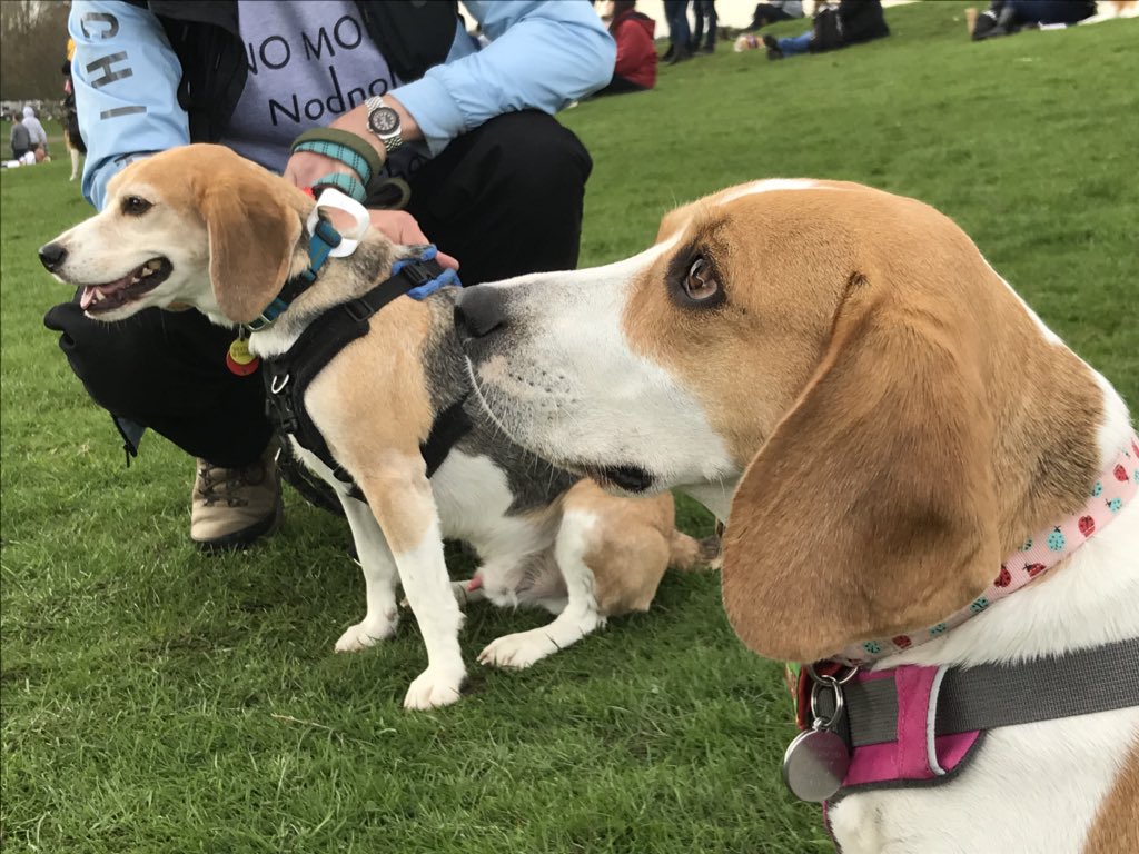 6of6s's tweet photo. #BWR2018 #Beaglelandia https://t.co/pIPMwmwCCT