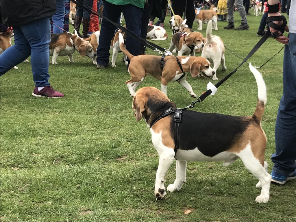 6of6s's tweet photo. #BWR2018 #Beaglelandia https://t.co/W72lPmCDLc
