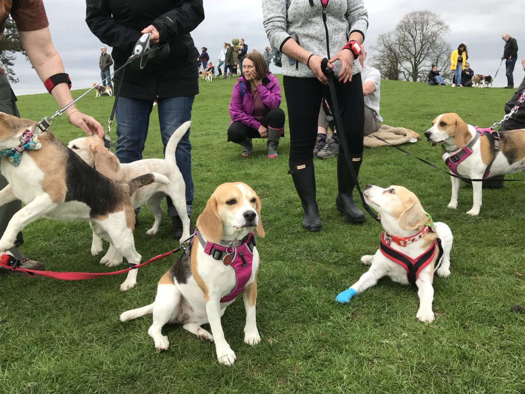 6of6s's tweet photo. #BWR2018 #Beaglelandia https://t.co/W72lPmCDLc