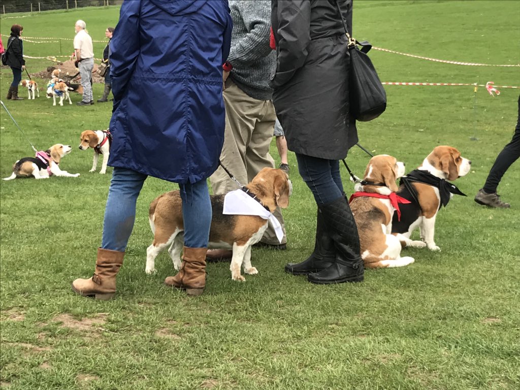 6of6s's tweet photo. #BWR2018 #Beaglelandia https://t.co/W72lPmCDLc