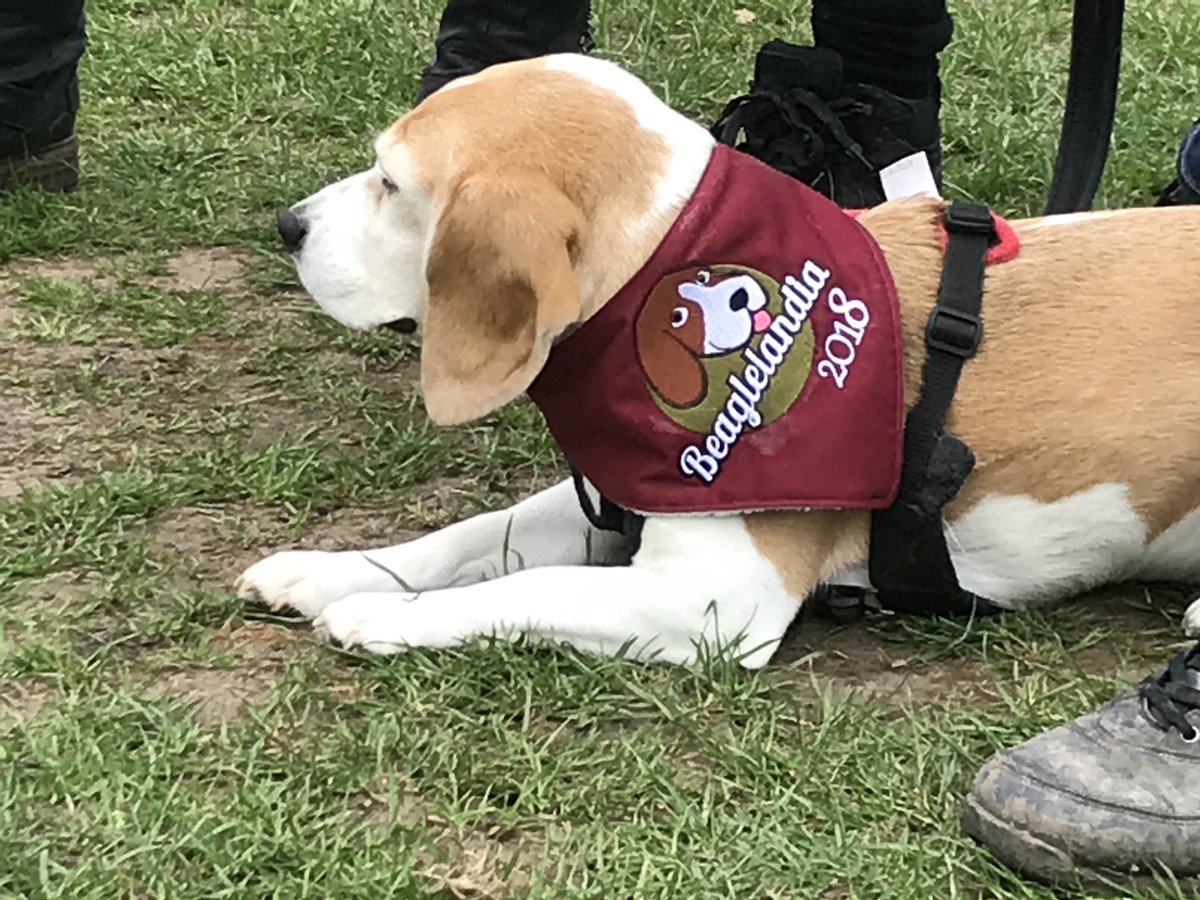 6of6s's tweet photo. #BWR2018 #Beaglelandia https://t.co/xOGNabXMX6