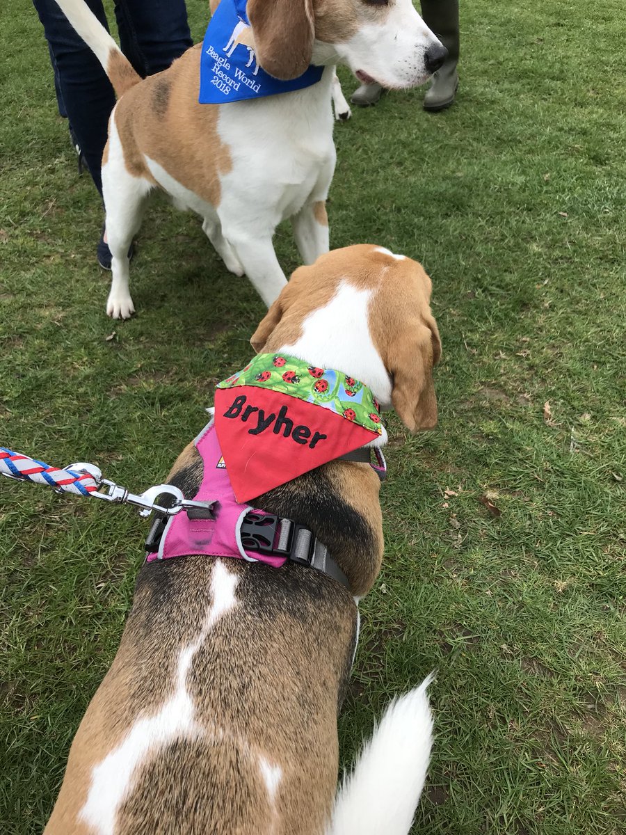 6of6s's tweet photo. #BWR2018 #Beaglelandia https://t.co/xOGNabXMX6