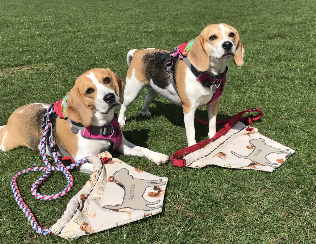 6of6s's tweet photo. 🐞❤️🐶🐶❤️🐞 #BWR2018 #Beaglelandia https://t.co/gk2GVy8T0Y
