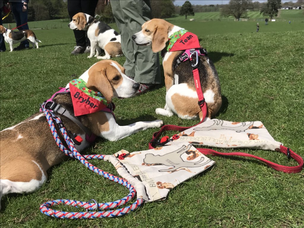 6of6s's tweet photo. 🐞❤️🐶🐶❤️🐞 #BWR2018 #Beaglelandia https://t.co/gk2GVy8T0Y