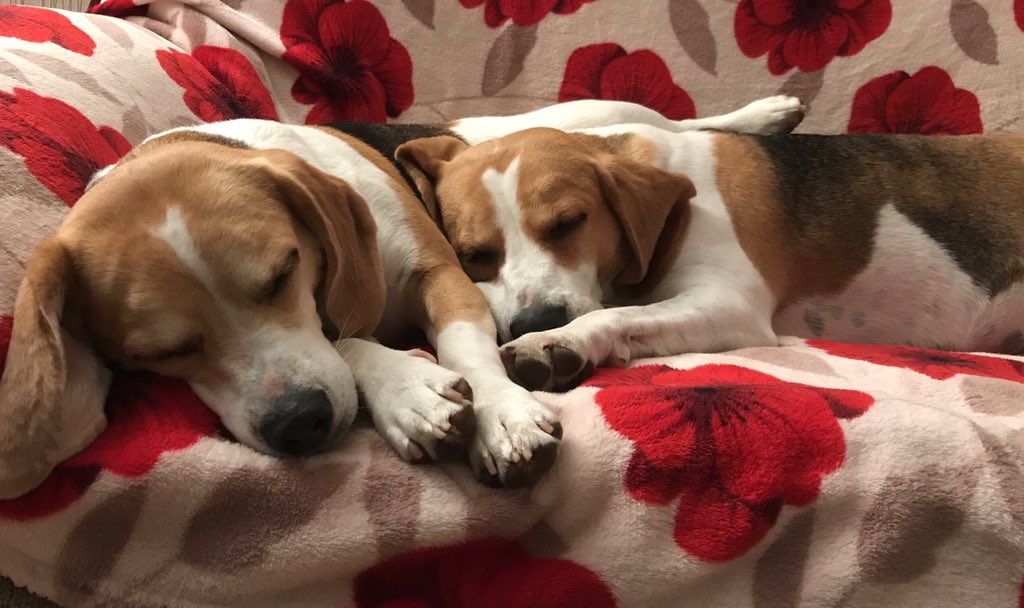 6of6s's tweet photo. Absolutely expawsted 💤💤💤💤 #BWR2018 #Beaglelandia https://t.co/UoiTD9kAe7