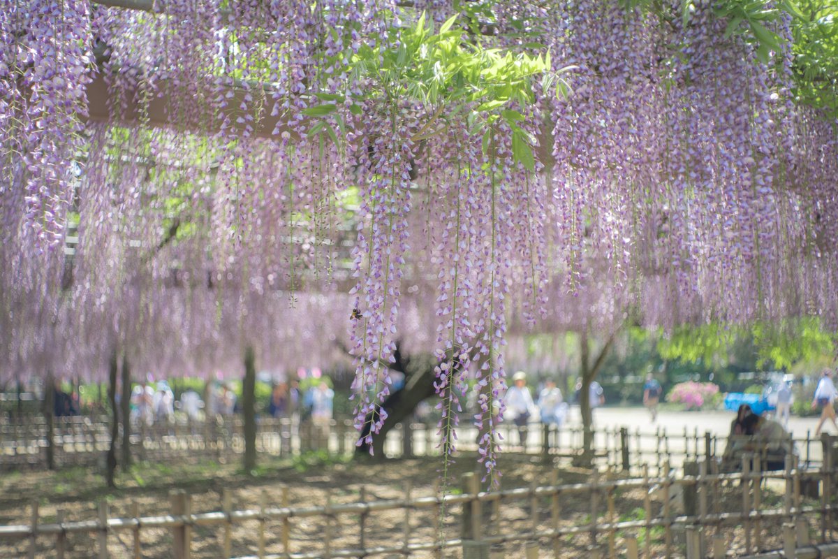 玉敷公園 Twitter Search 玉敷公園 Twitter Search