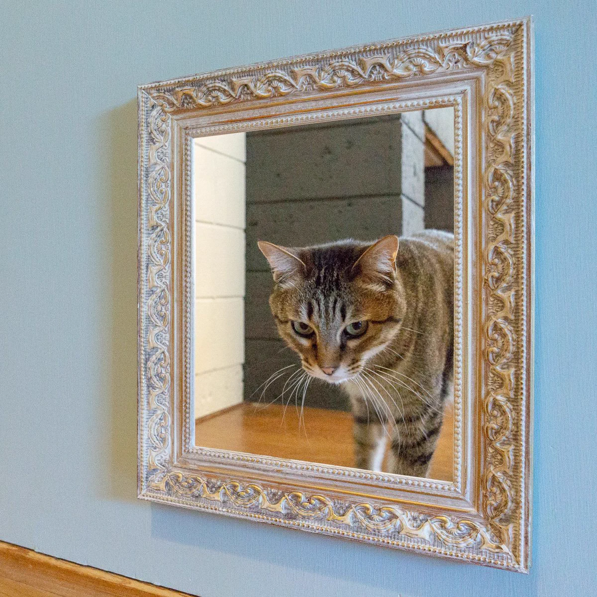 このアイデア最高！扉などに猫の窓をつけている人は額をつけるとトリックアート風にw