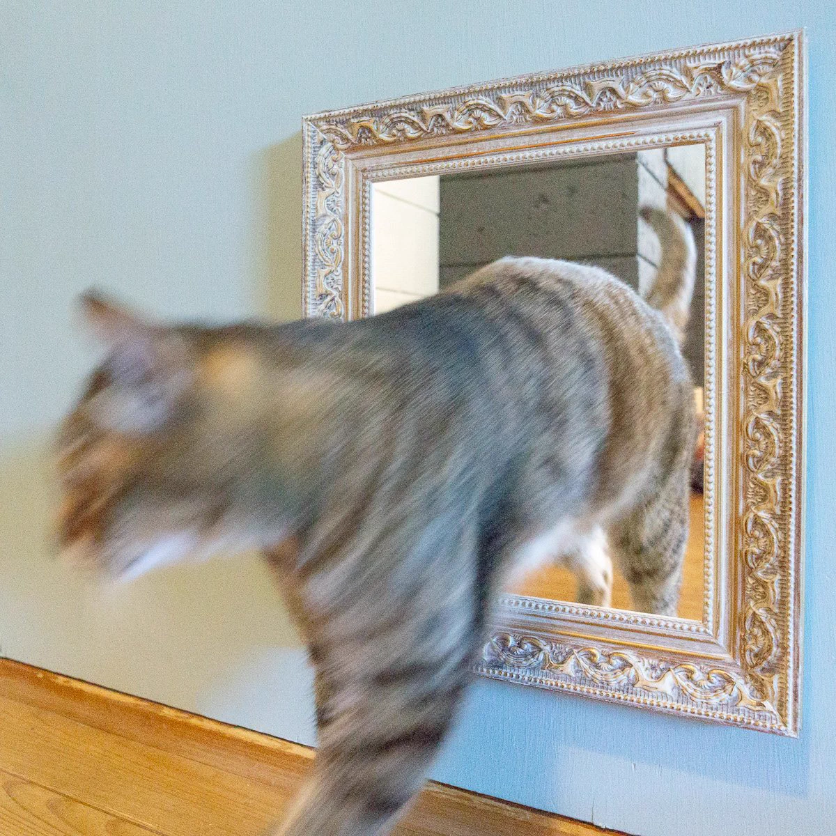 このアイデア最高！扉などに猫の窓をつけている人は額をつけるとトリックアート風にw