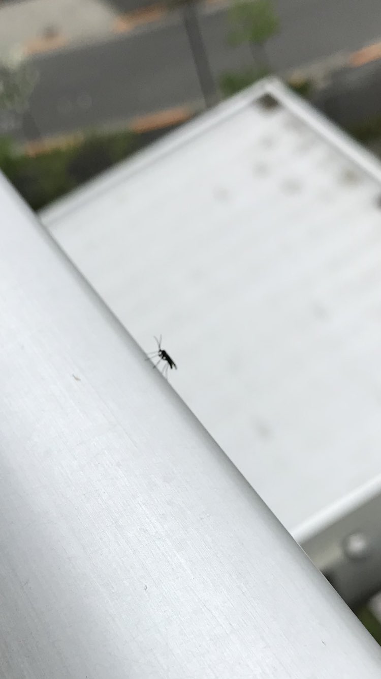 黒い虫 Twitter Search Twitter