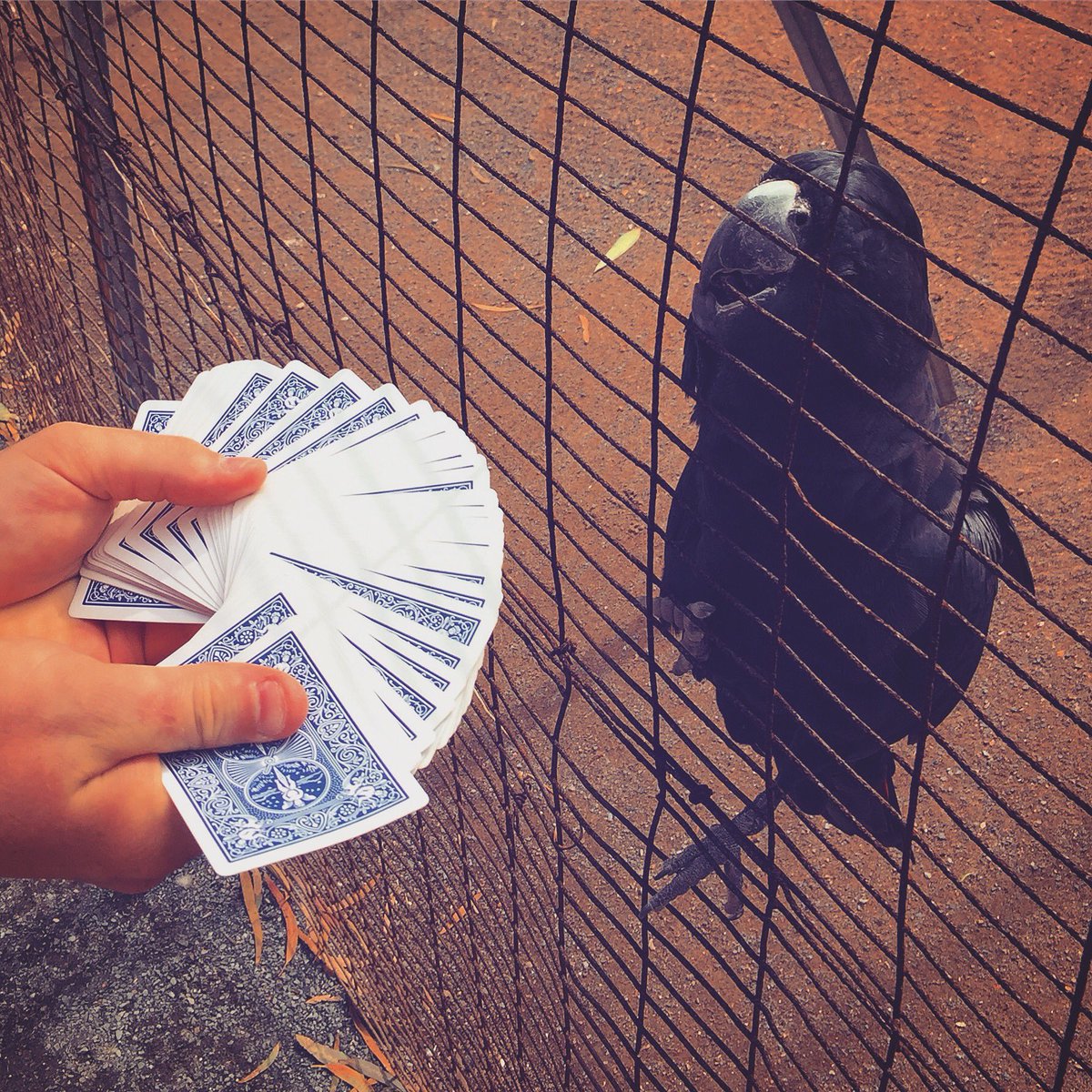 MagicianChad's tweet photo. Red Tailed Cockatoo playing “Pick A Card”! #zoo #magic #magicforanimals #pickacard #huntervalley @HeyScoops @bicyclecards https://t.co/sh1EXdhoY3