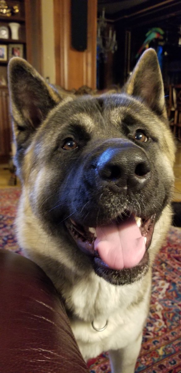 FearTheSkirt's tweet photo. Better than any alarm system #bitefirstaskquestionslater https://t.co/vmYllnpL0g
