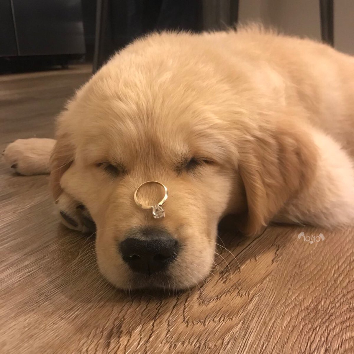 dog_rates's tweet photo. This is Gus. He was supposed to help his owner with their pupposal, but decided his nap takes priority. 13/10 will try again tomorrow https://t.co/R751oxjB1u