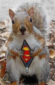12th_Man_Terry's tweet photo. #TerrysTruths
2 more Days until the 60th Anniversary of the greatest event in Human History...
#TryingToBeHumble
Bwahahahahahahahhahahaha https://t.co/AMxVOCzuV0
