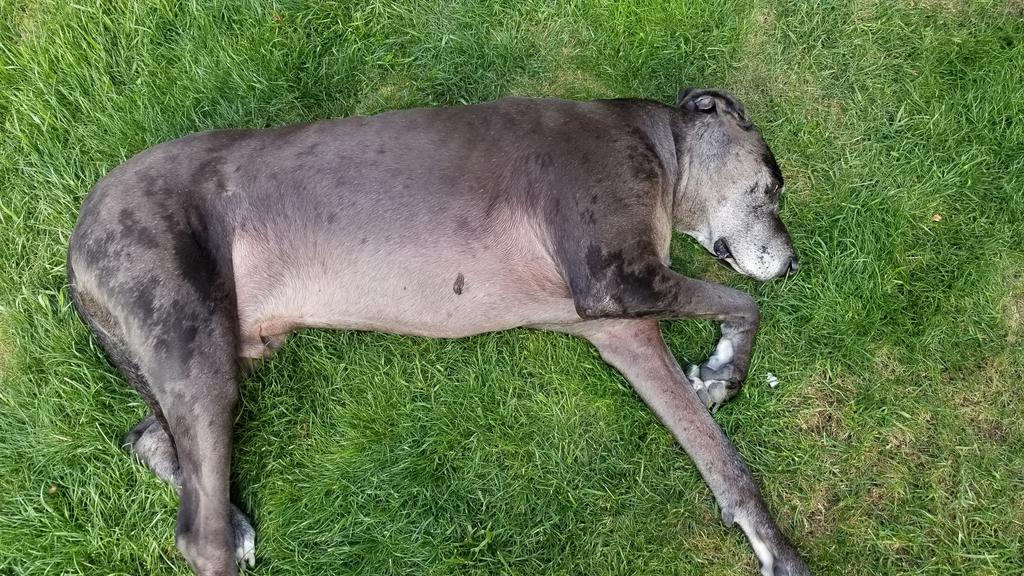 My #dogofturf in the backyard. Oliver the great! #greatdane