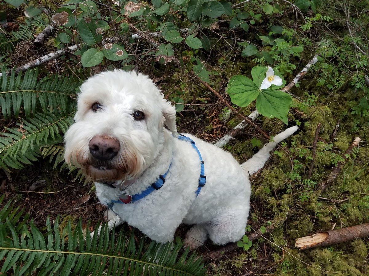 dlaclam's tweet photo. Enjoying the spring trilliums while hiking at Schafer Park with my pal Reagan. #shaferpark #WSPF #goldendoodle https://t.co/z947bHzpiW