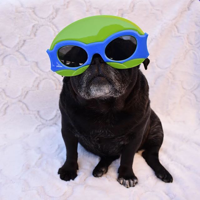 nursenebbie's tweet photo. #seniorpugsofinstagram #smushyfacearmy #thelibraryisopen #pugpictures📷🐾 #nebulathepug #saltandpepperpug #organicpetboutique #spcala🐾 https://t.co/PO5iAowOoY