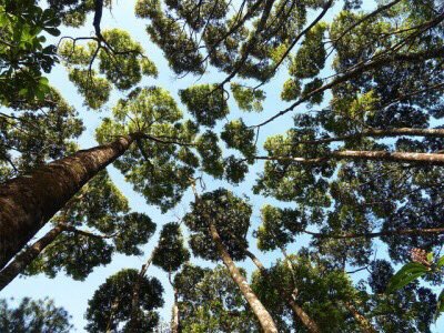 AndresTrillo2's tweet photo. Rare phenomena called crown shyness #ees028 https://t.co/OHUmIFKrN3