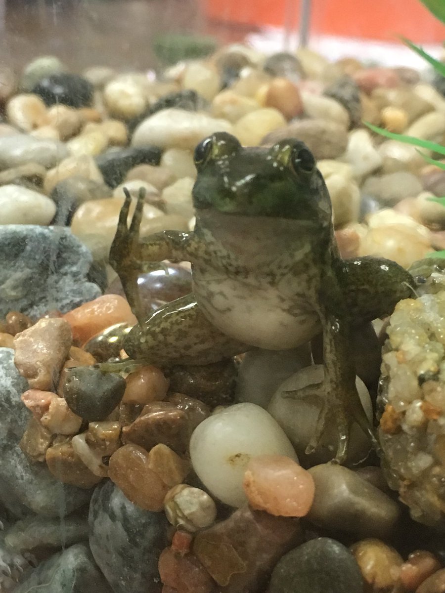 wesNoack3rd's tweet photo. Mr. Pickles says Happy Earth Day! 🌏🐸 https://t.co/DjrXaK1EG5