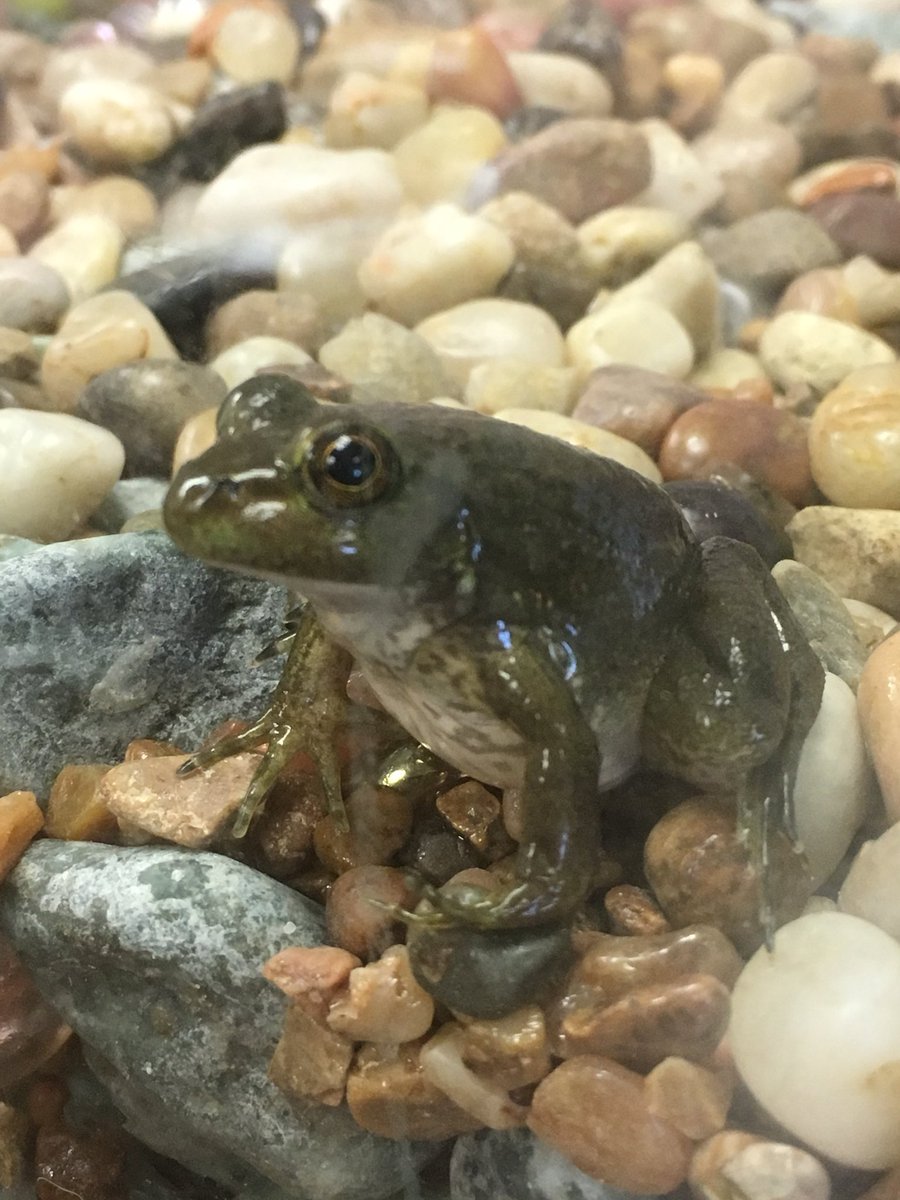 wesNoack3rd's tweet photo. Mr. Pickles says Happy Earth Day! 🌏🐸 https://t.co/DjrXaK1EG5