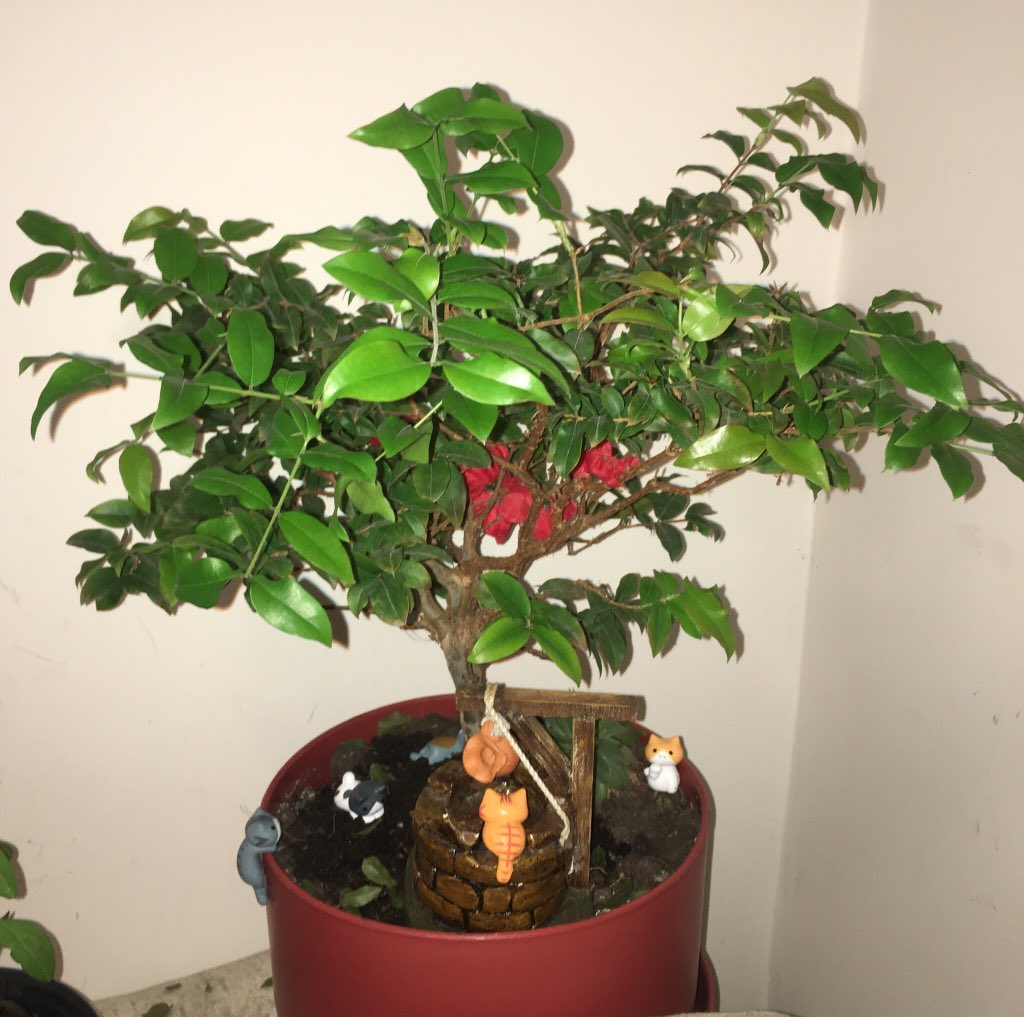JLOPEZ686's tweet photo. Muchos gatos invadiendo mi bonsai https://t.co/cwXY5qXiBB