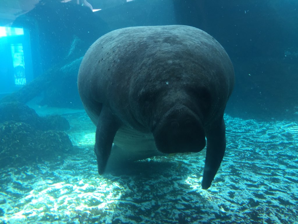 FinderZoo's tweet photo. The #manatees at @MoteMarineLab and @SouthFLMuseum are just too adorable! Use #ZooFinder to find more zoos &amp; aquariums while you're #travelling! #Familytravel #traveltips #travelinspired https://t.co/lzLMK0hXns
