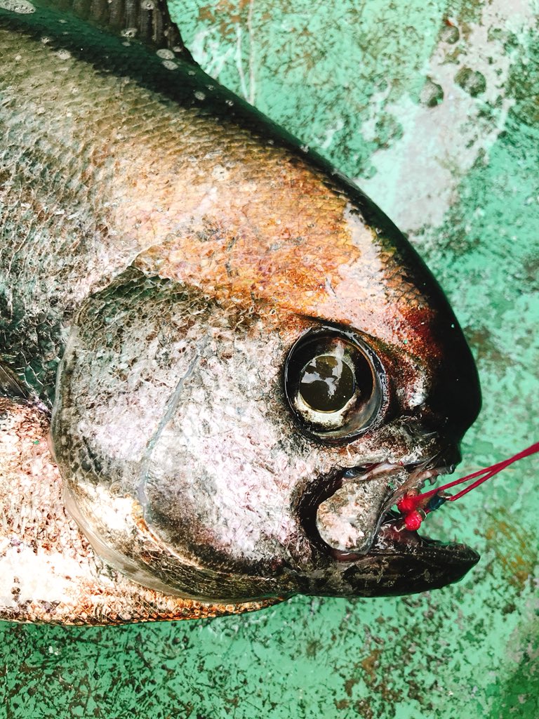 そらなさゆり 釣りが生業の人 お客さんがエチオピア シマガツオ 釣った 深海っぽくてわくわくする T Co Dhocgb6cfb Twitter