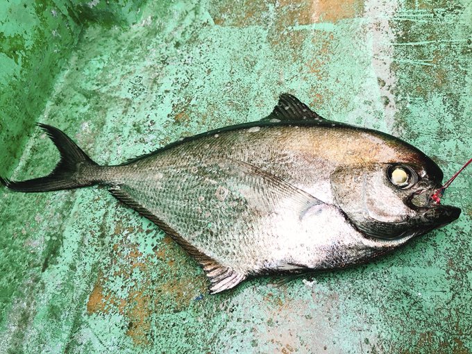 シマガツオの特徴 見分け方 写真から探せる魚図鑑